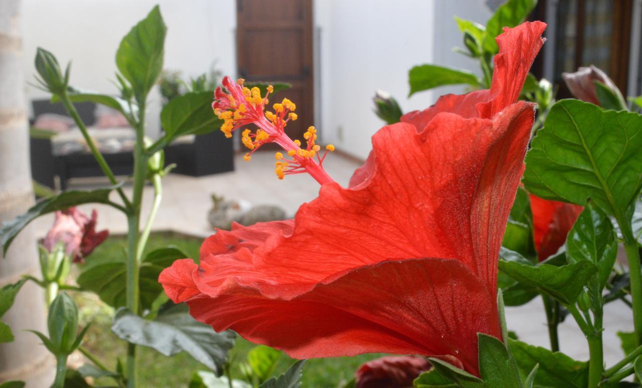 Bed and Breakfast Kimos à San Vito Lo Capo Extérieur photo
